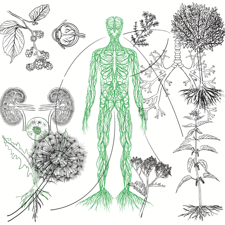 Drawing of plant human from the Entanglaculture work