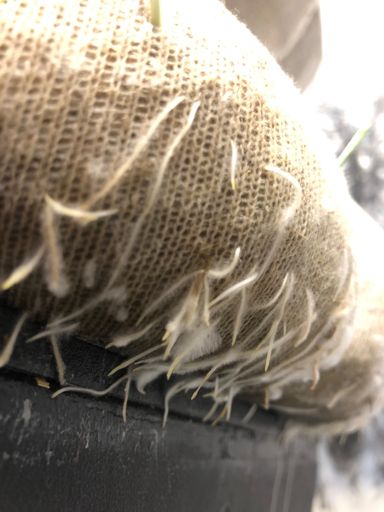 Cover image for article of white roots growing from an artwork made from white fabric